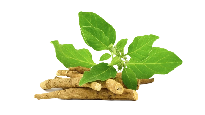 Ashwagandha Root Extract