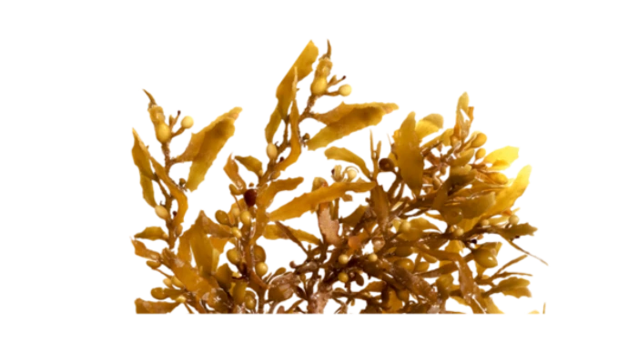 Brown Seaweed Extract